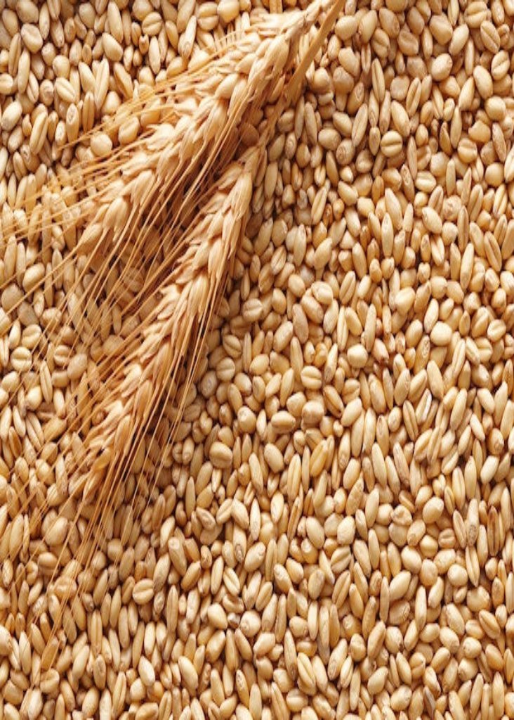 GRANO TENERO INTERO USO ZOOTECNICO SACCHI DA 25KG